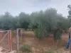 Βερουδάκη Οικόπεδο 5